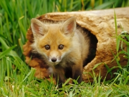 Little Foxy Wallpaper Foxes Animals