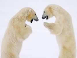 Male Bears Sparring Wallpaper Bears Animals