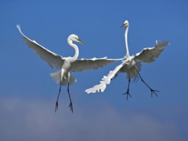 Male Great Egrets Fighting in Flight Wallpaper Birds Animals