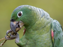 Mealy Parrot Wallpaper Parrots Animals