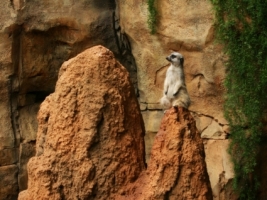 Meerkat Wallpaper Meerkats Animals