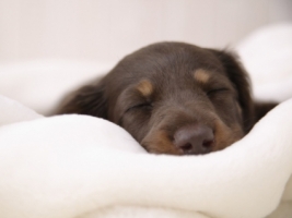 Miniature Dachshund Wallpaper Dogs Animals