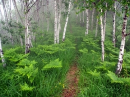 Misty Forest Wallpaper Landscape Nature