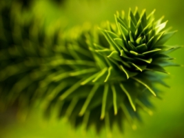 Monkey Puzzle Wallpaper Plants Nature