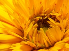 Monochromatic Yellow Wallpaper Flowers Nature