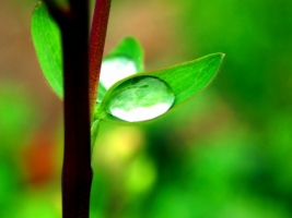 Morning dew Wallpaper Plants Nature
