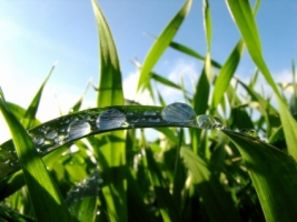 Morning grass Wallpaper Plants Nature