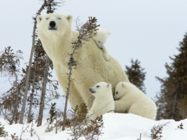 Mother Polar Bear and Cubs Wallpaper Bears Animals