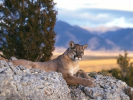 Mountain Lion Wallpaper Big Cats Animals