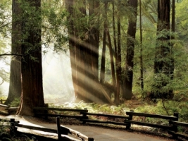Muir Woods Wallpaper California World