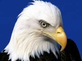 Noble Lead Wallpaper Birds Animals