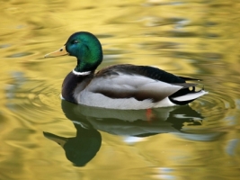 On Golden Pond Wallpaper Birds Animals