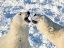 Opinions Wallpaper Bears Animals