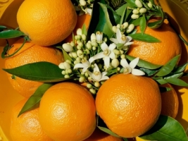 Oranges Wallpaper Plants Nature