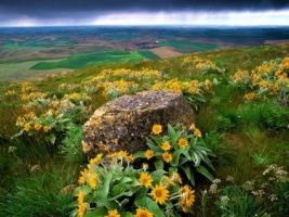 Palouse Farm Country Wallpaper Flowers Nature
