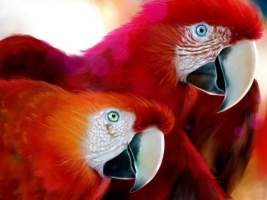 Parrots drawing Wallpaper Parrots Animals