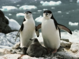 Penguin Family Wallpaper Penguins Animals