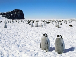 Penguins Wallpaper Penguins Animals