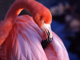 Pink Flamingo Wallpaper Birds Animals