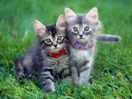 Play Time Wallpaper Cats Animals