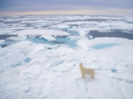 Polar Bear Wallpaper Bears Animals