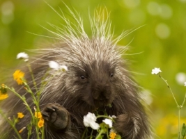 Porcupine Wallpaper Porcupines Animals