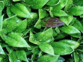 Rain drops on green leafs Wallpaper Plants Nature