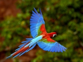 Red and Green Macaw Wallpaper Parrots Animals