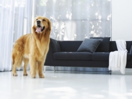 Rich Dog Wallpaper Dogs Animals