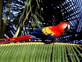 Scarlet Macaw Tropical Perch Wallpaper Parrots Animals