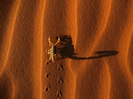 Scorpion Wallpaper Other Animals