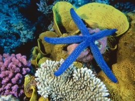 Sea Star Wallpaper Other Animals