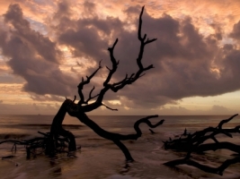 Sea Tree Wallpaper Beaches Nature