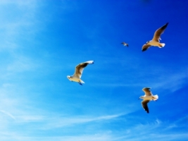 Seagulls Wallpaper Birds Animals