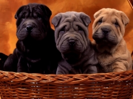 Sharpei cubs Wallpaper Dogs Animals