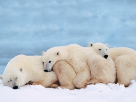 Slumber Party Wallpaper Bears Animals