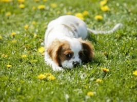 Small Dog Wallpaper Dogs Animals