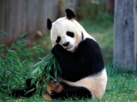 Snack Time Wallpaper Bears Animals