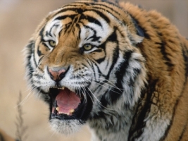 Snarling Siberian Tiger Wallpaper Tigers Animals