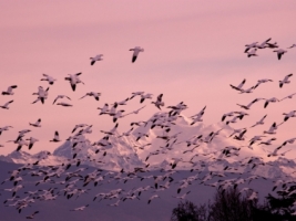 Snow Geese Wallpaper Birds Animals