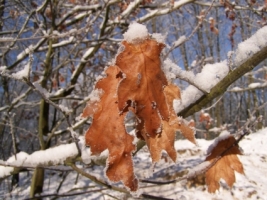 Snow Leaf Wallpaper Winter Nature