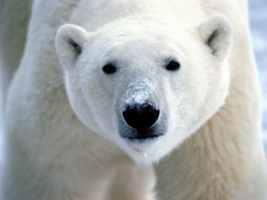 Snow on Snout Wallpaper Bears Animals
