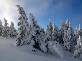 Snow Trees Wallpaper Winter Nature