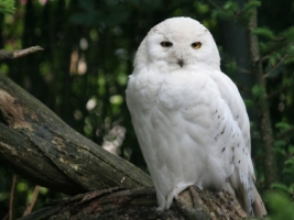 Snowy Owl Wallpaper Birds Animals