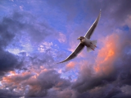 Soaring Gull Wallpaper Birds Animals