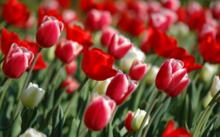 Spring Tulips Wallpaper Flowers Nature