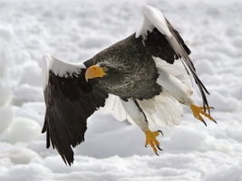 Steller s Sea Eagle Wallpaper Birds Animals