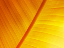 Sun Leaf Wallpaper Photo Manipulated Nature