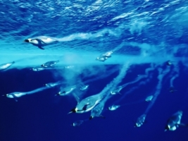 Swimming Penguins Wallpaper Penguins Animals