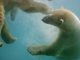 Swimming Polar Bears Wallpaper Bears Animals